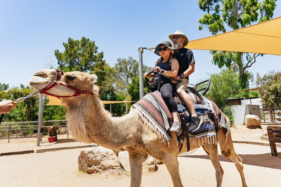 Phoenix Zoo One Day General Admission Ticket - How to get more from the 2.5-mile route
