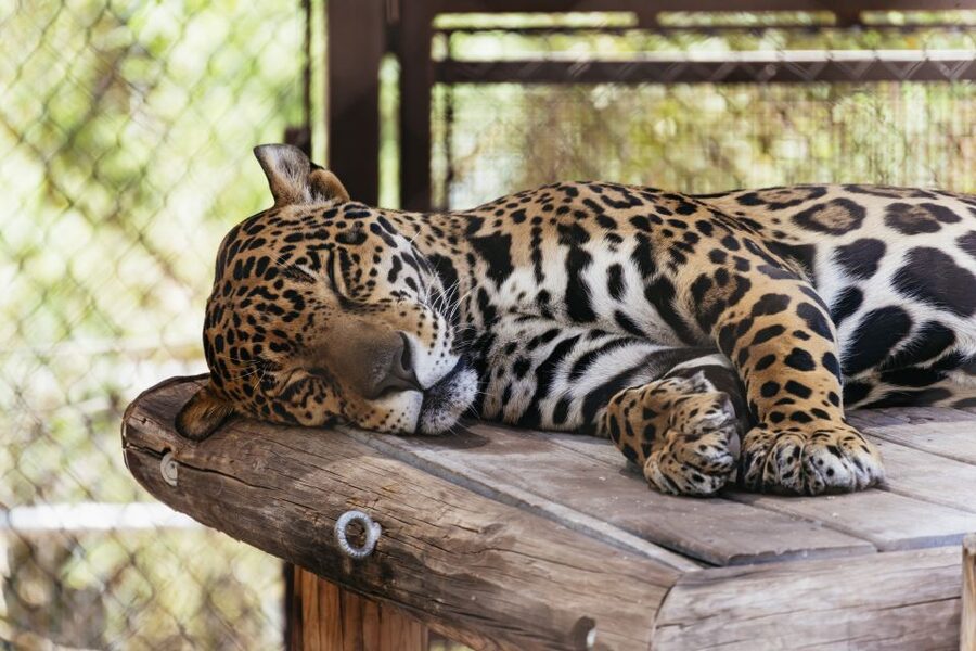 Phoenix Zoo One Day General Admission Ticket - Is the ticket good value for adults?