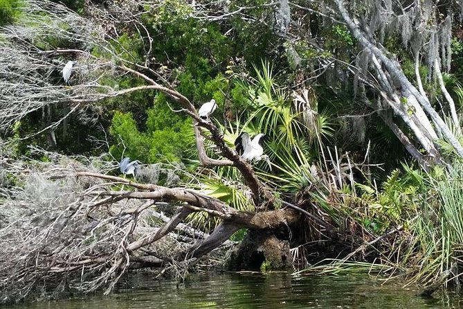 Plantation's Kings Bay Scenic Cruise - Manatees, dolphins, turtles, and other wildlife