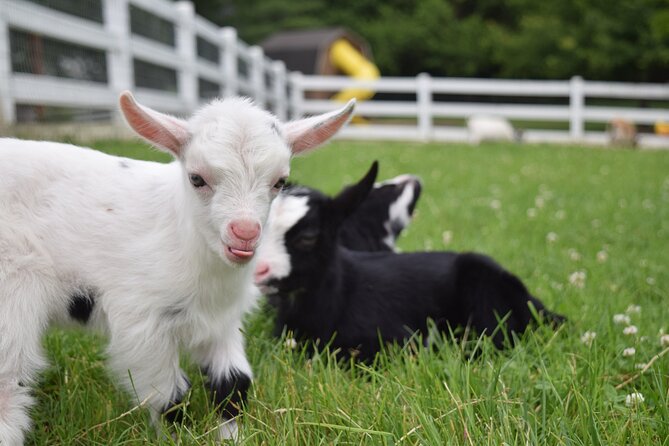 Premium Amish Country Tour including Amish Farm and House - Practical advice for a smoother visit