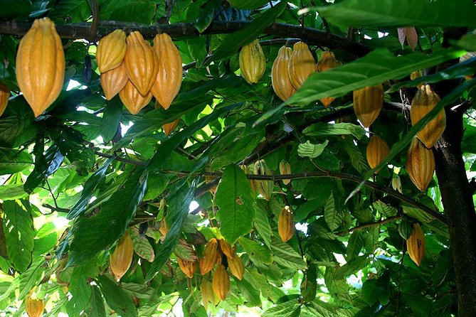 Princeville Botanical Gardens Tour and Chocolate Tasting Ticket - Why this Princeville garden tour feels different