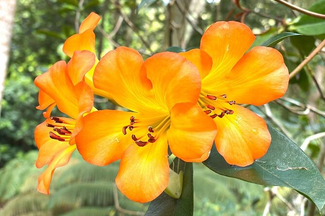 Princeville Botanical Gardens Tour and Chocolate Tasting Ticket - The cacao grove and raw chocolate nibs