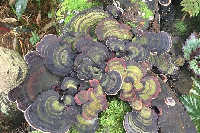 Princeville Botanical Gardens Tour and Chocolate Tasting Ticket - Anini Creek valley brings a second garden setting