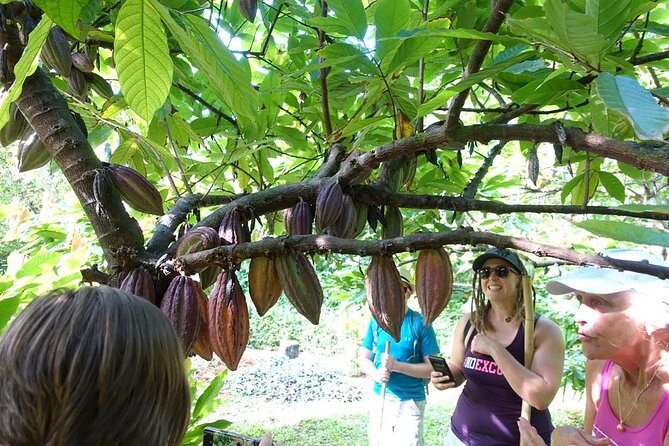 Princeville Botanical Gardens Tour and Chocolate Tasting Ticket - How demanding is the three-hour walk?