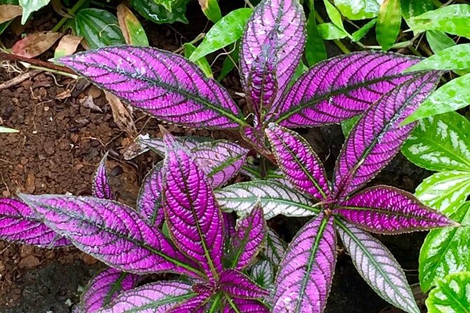 Princeville Botanical Gardens Tour and Chocolate Tasting Ticket - Rain, heat, and mosquitoes