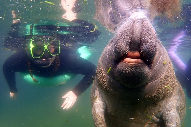 Private 'OG' Manatee Snorkel Tour with Guide for up to 10 people - Key points to know before you book