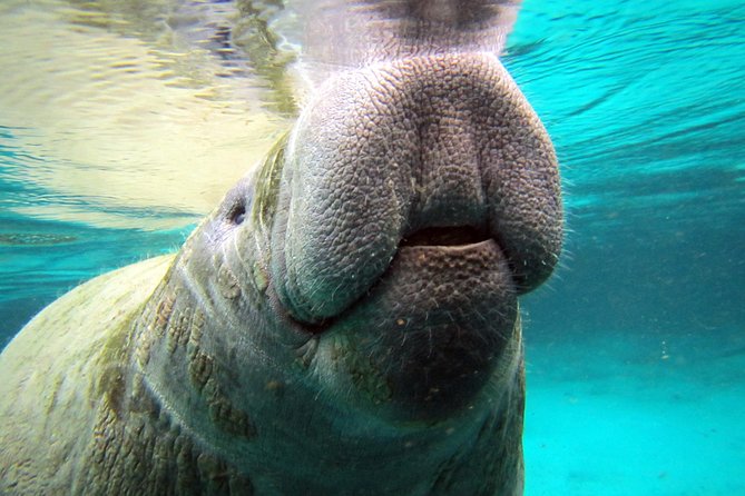 Private 'OG' Manatee Snorkel Tour with Guide for up to 10 people - Starting at River Ventures on Kings Bay Drive