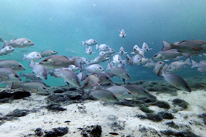 Private 'OG' Manatee Snorkel Tour with Guide for up to 10 people - Guides who make the biggest difference