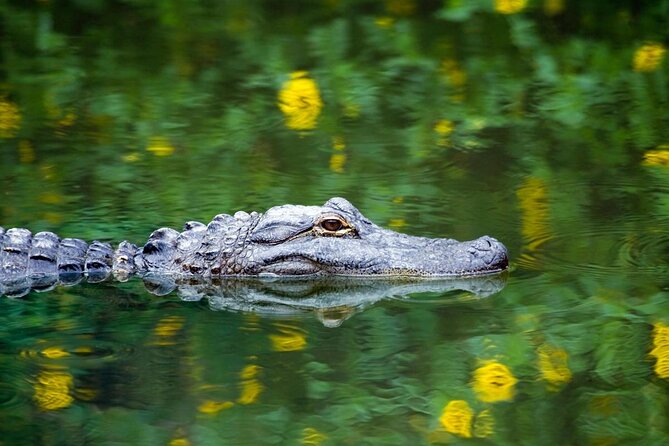 Private Tour: Florida Everglades Airboat Ride and Wildlife Adventure - Key points before you book