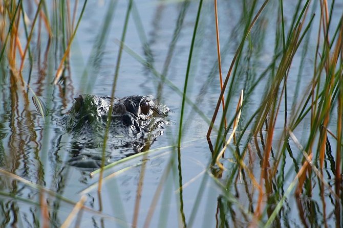 Private Tour: Florida Everglades Airboat Ride and Wildlife Adventure - Reaching Sawgrass Recreation Park from Fort Lauderdale