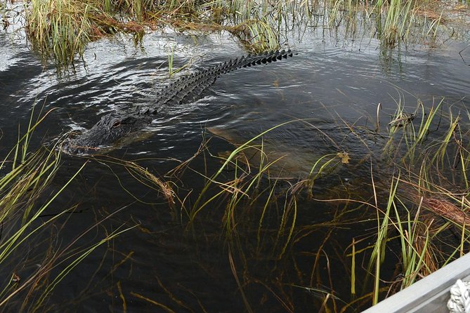 Private Tour: Florida Everglades Airboat Ride and Wildlife Adventure - Food, mining, and the park’s extra attractions