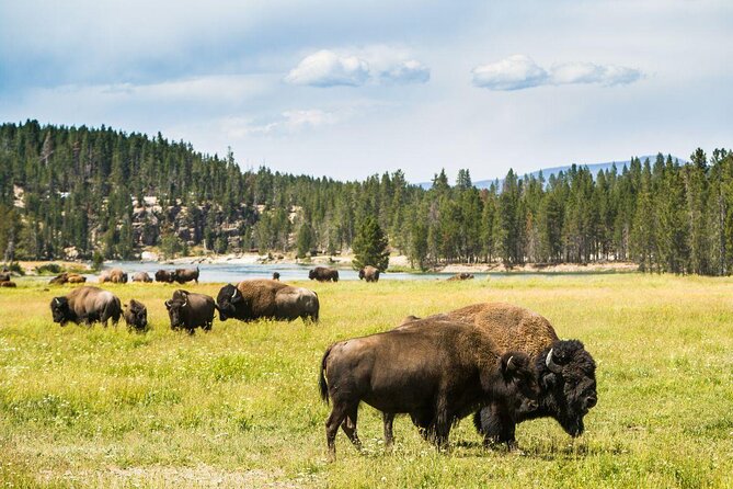 Private Yellowstone Tour: ICONIC Sites, Wildlife, Family Friendly Hikes + lunch - Key points to know before booking