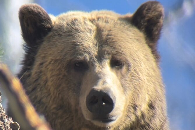 Private Yellowstone Tour: ICONIC Sites, Wildlife, Family Friendly Hikes + lunch - Old Faithful and the Upper Geyser Basin
