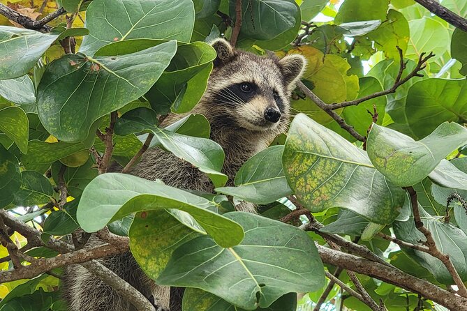 Raccoon Island Exploration on SUP/Kayak - The crew and the group experience