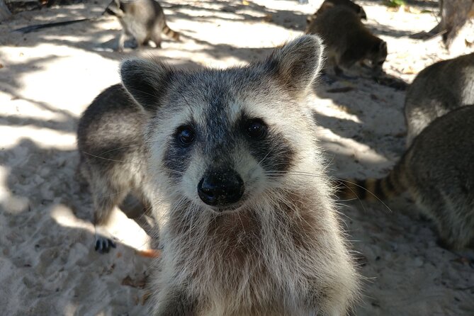 Raccoon Island Exploration on SUP/Kayak - What to pack for a better day