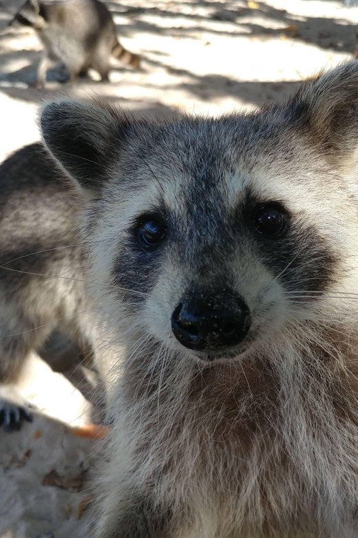 Raccoon Island: Exploration on SUP/Kayak - Who will enjoy this most?
