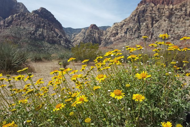 Red Rock Canyon eBike Half-Day Tour - Desert weather, clothing, and comfort