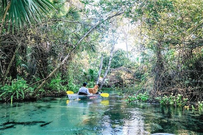 Rock Springs 2-Hour Glass Bottom Guided Kayak Eco Tour - The upstream paddle through blue-green water