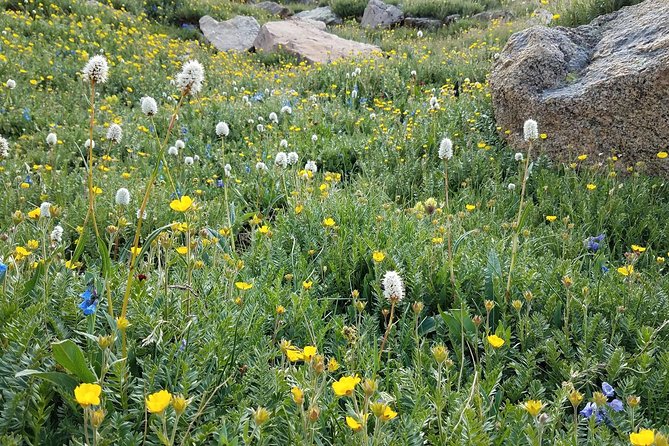 Rocky Mountain National Park in Summer Tour from Denver - Horseshoe Park: picnic time beside the mountains