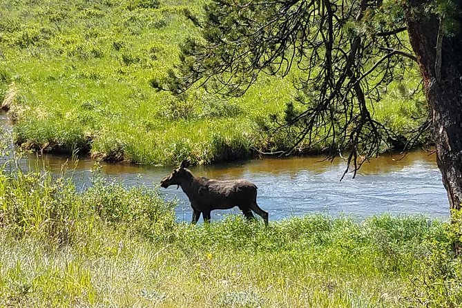 Rocky Mountain National Park in Summer Tour from Denver - Three quick overlooks on the way out