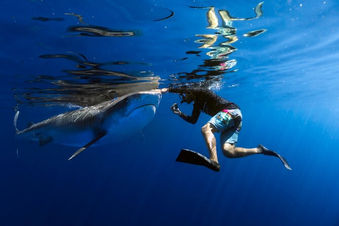 Safe and Educational Shark Dive from Haleiwa: Sharks Guaranteed - Quick takeaways for your Haleiwa shark encounter