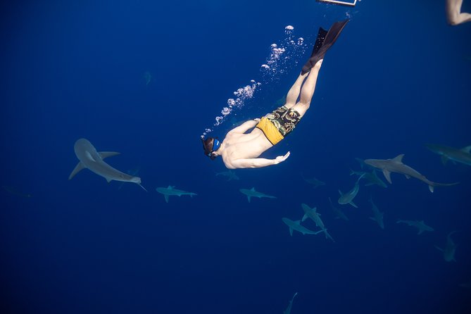 Safe and Educational Shark Dive from Haleiwa: Sharks Guaranteed - Why this is more than a standard snorkel trip