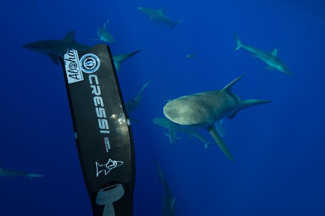 Safe and Educational Shark Dive from Haleiwa: Sharks Guaranteed - Entering the water with a rope and safety team