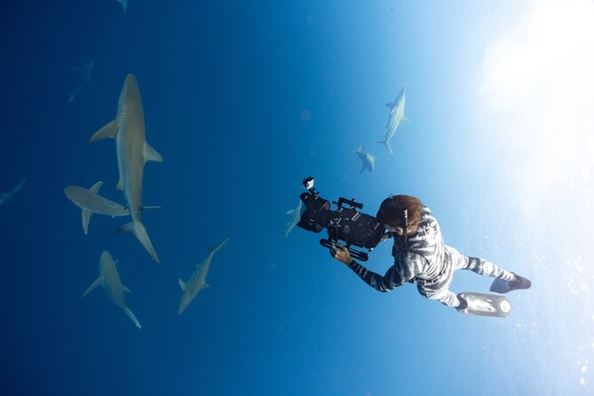 Safe and Educational Shark Dive from Haleiwa: Sharks Guaranteed - What the shark encounter actually feels like