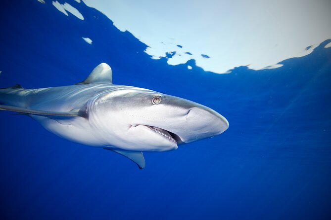 Safe and Educational Shark Dive from Haleiwa: Sharks Guaranteed - The crew makes or breaks your comfort