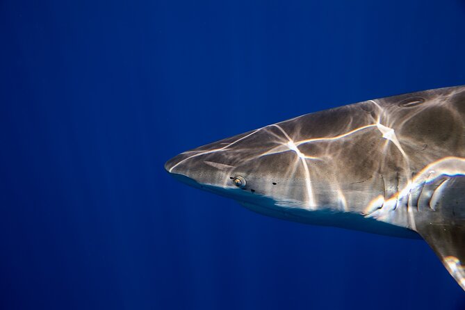 Safe and Educational Shark Dive from Haleiwa: Sharks Guaranteed - Equipment, photographs, and what to bring