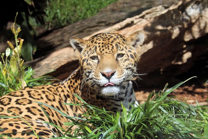 San Antonio Zoo General Admission Ticket - What your $32.99 ticket covers