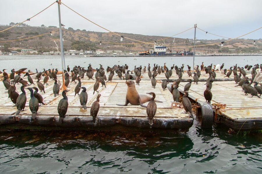 San Diego: SEAL City Tour by Amphibious Bus - Why this unusual vehicle is worth your time