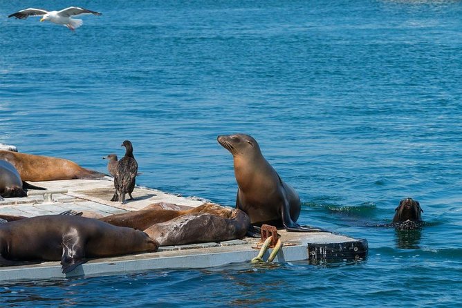 San Diego Seal Tour - SeaWorld, Vacation Isle, and wildlife