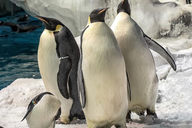 San Diego: SeaWorld Skip-the-Line Park Admission Ticket - Key points to know before visiting