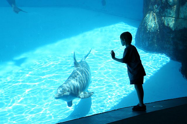San Diego: SeaWorld Skip-the-Line Park Admission Ticket - Electric Eel, Manta, and the main thrill rides