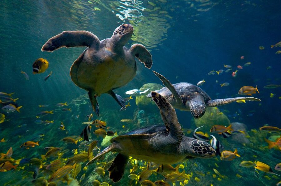 San Diego: SeaWorld Skip-the-Line Park Admission Ticket - Closures are the biggest value concern