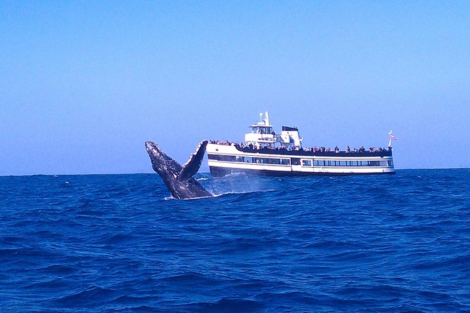 San Diego Whale Watching Cruise - Key points before you book
