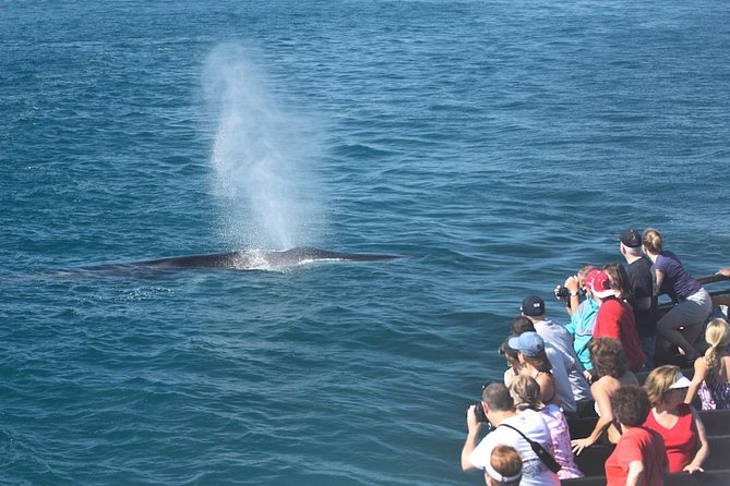 San Diego Whale Watching Cruise - Starting at 990 North Harbor Drive
