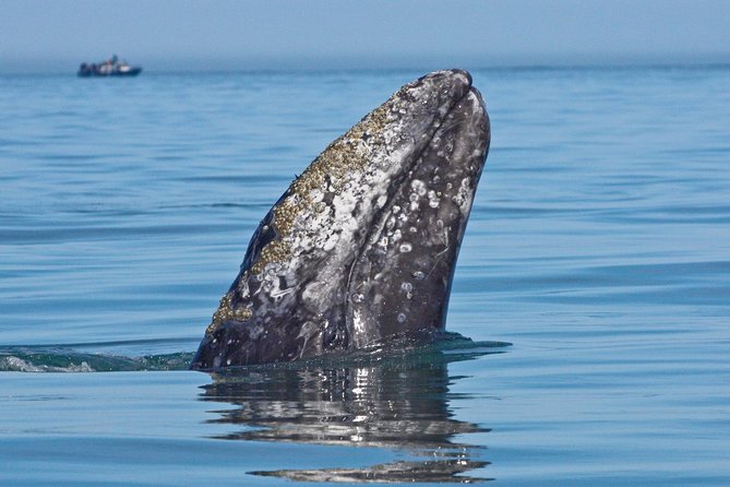 San Diego Whale Watching Cruise - Leaving San Diego Harbor for open water
