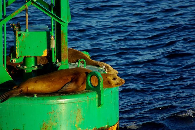 San Diego Whale Watching Cruise - Finding gray whales in the Pacific