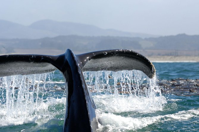 San Diego Whale Watching Cruise - What the guide adds to the three-and-a-half-hour ride