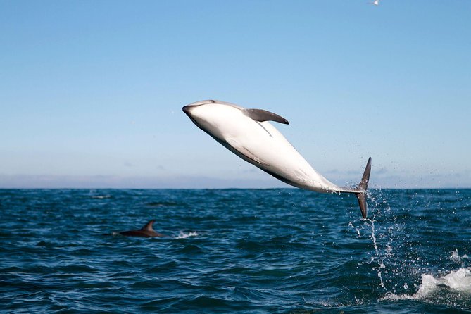 San Diego Whale Watching Cruise - The honest wildlife odds