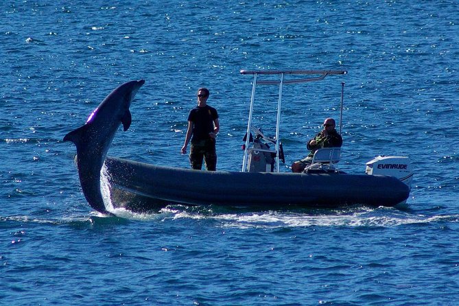 San Diego Whale Watching Cruise - Is $54 a fair price?