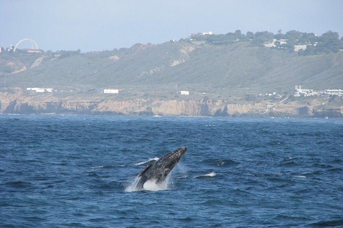San Diego Whale Watching Cruise - Searching the Pacific for gray whales