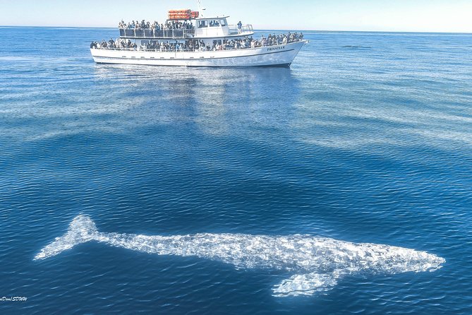San Diego Whale Watching & Dolphin Cruise - From Quivira Road to the Mission Bay channel