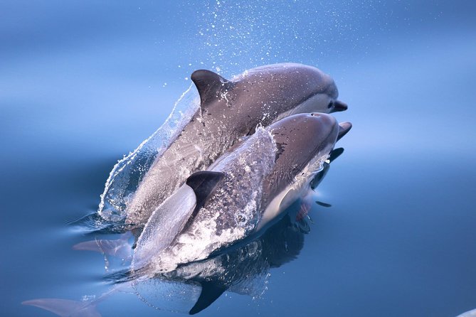 San Diego Whale Watching & Dolphin Cruise - Mission Beach, Belmont Park, and the changing shoreline