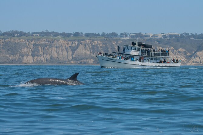 San Diego Whale Watching & Dolphin Cruise - Sunset Cliffs from the water