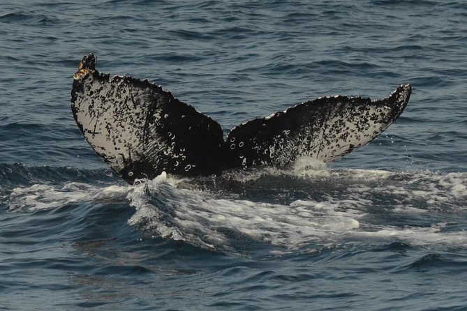 San Diego Whale Watching & Dolphin Cruise - What you might see beyond the jetties