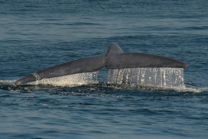 San Diego Whale Watching & Dolphin Cruise - Who should book this San Diego cruise