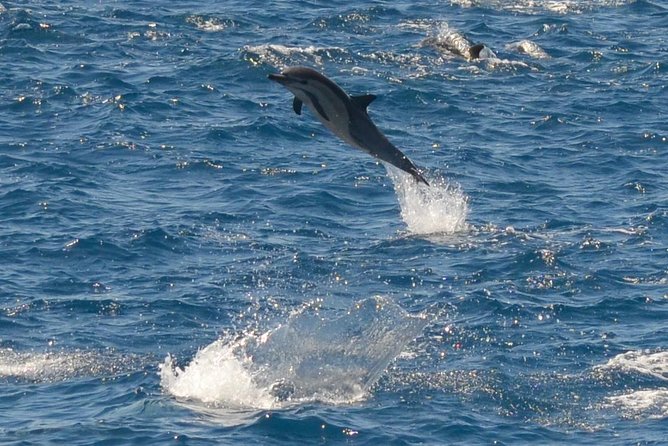 San Diego Whale Watching & Dolphin Cruise - Ocean Beach and the first Pacific views